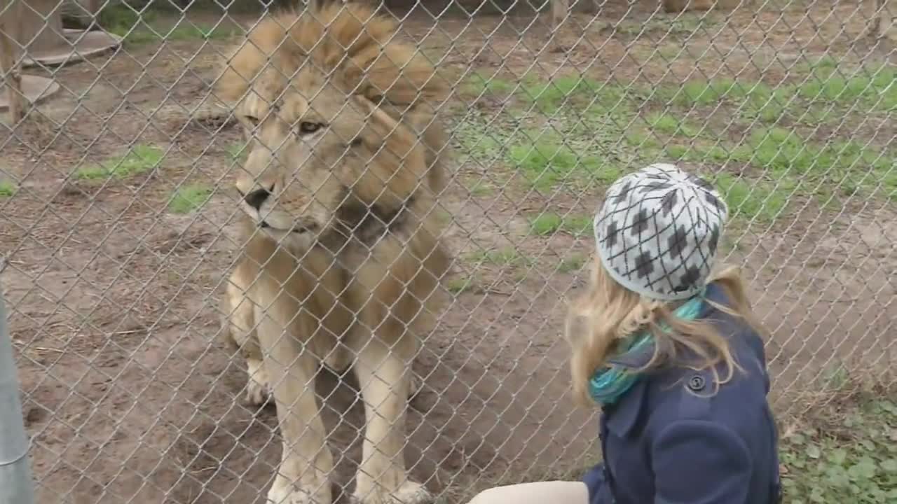 Lion Attacks News Reporter