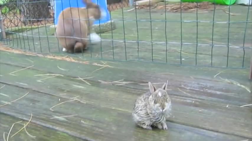 Domestic And Wild baby Bunny meet