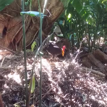 24.9.2024 Tough Bruce