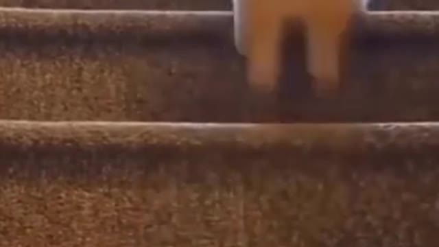 Cute Dog Walking Up The Stairs 😆 || Best Cute & Funny Dogs