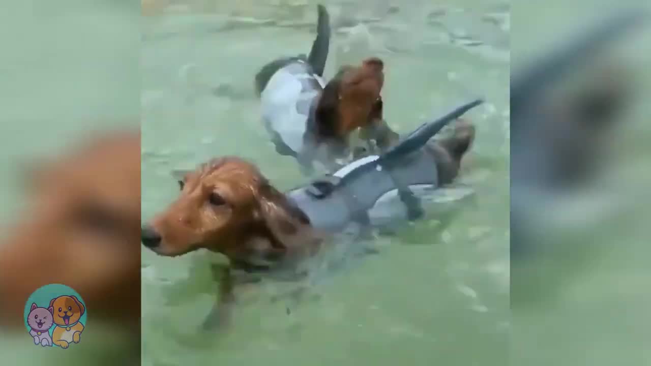 Watch out for the shark