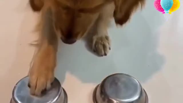 Golden retriever tricked.