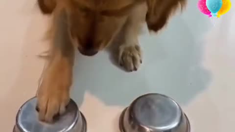 Golden retriever tricked.