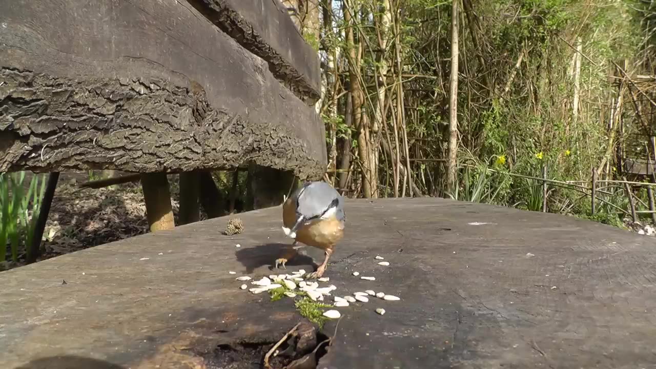 Movie For Cats - Little Birds in The Forest Garden