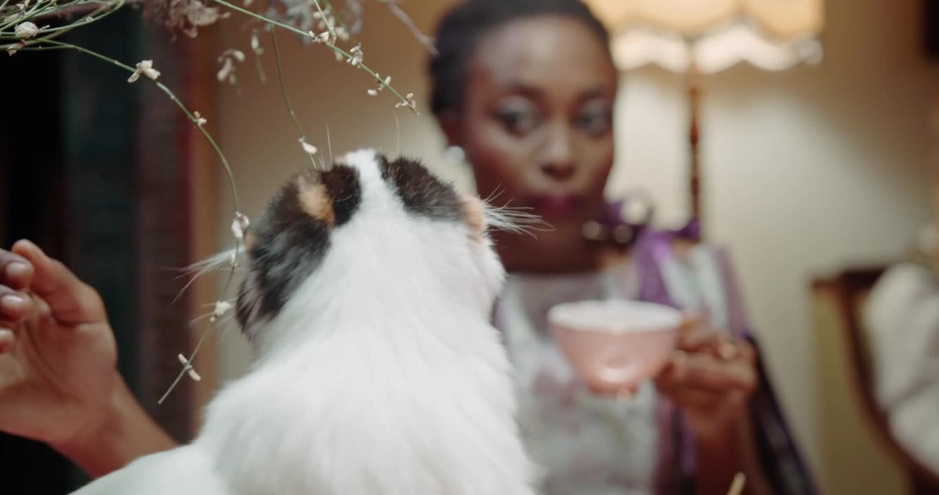 Cat enjoy with here owner and take graps