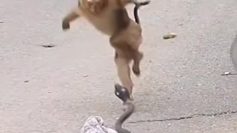 Snake prank 🤣 with dog