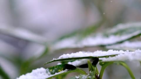 snow and plants