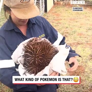 Unearthing A Giant Echidna