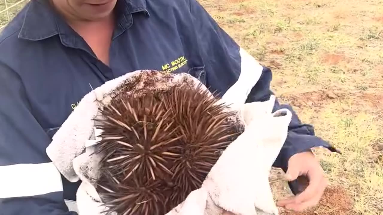 Unearthing A Giant Echidna