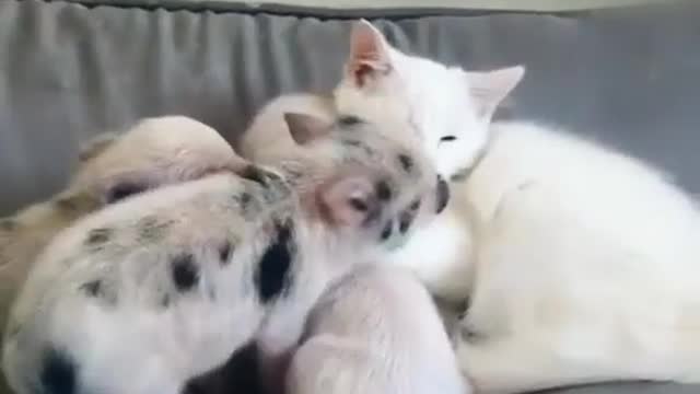 Little piggy chewing on her ear