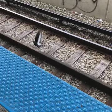 Pigeon stands on train track and almost gets hit by train