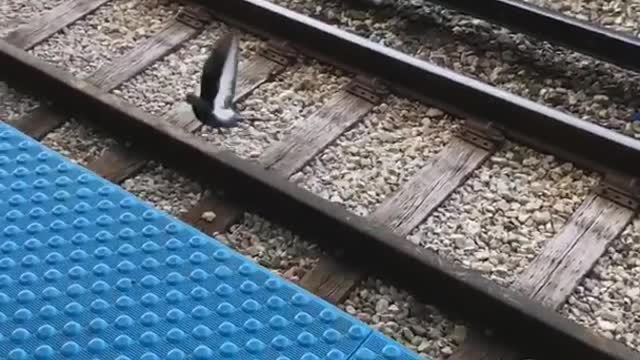 Pigeon stands on train track and almost gets hit by train