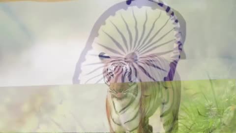 Wildlife