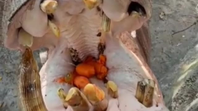 Can you see the teeth of this hippo? I saw two teeth in its chin