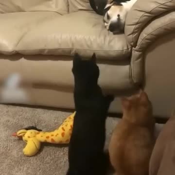 Funny cats 😂 episode 11 #shorts