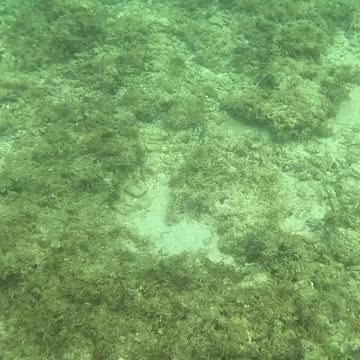 Snorkeling Around a Reef in Recovery