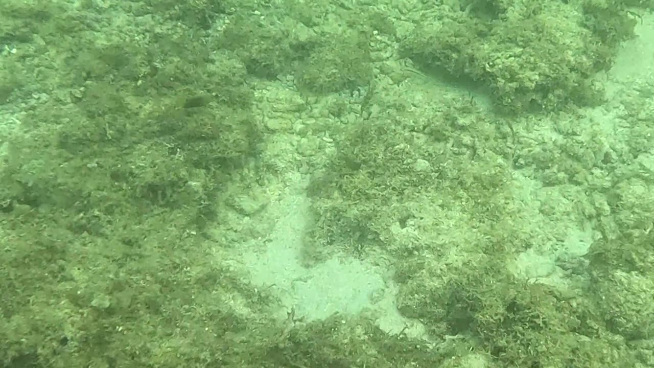 Snorkeling Around a Reef in Recovery