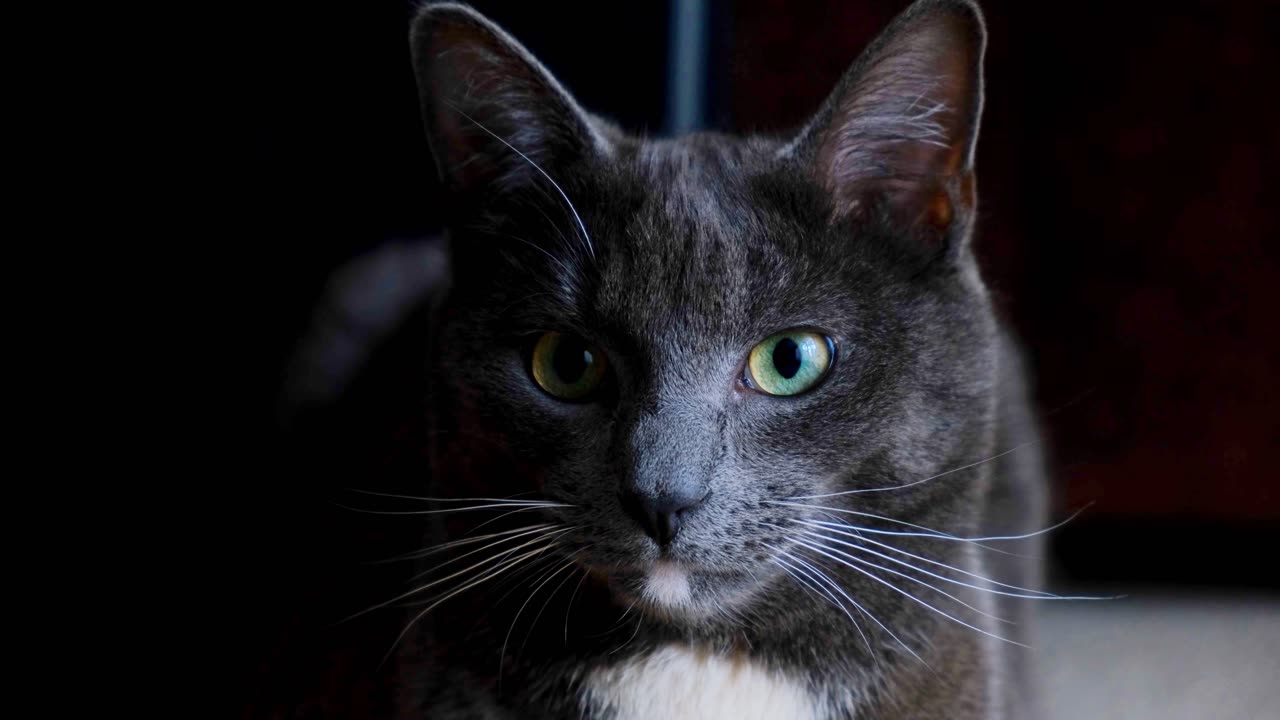 Beautiful black cat looks around