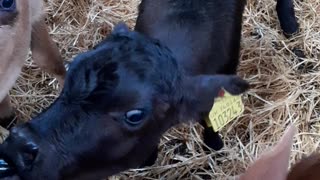 Cute calf drinking milk