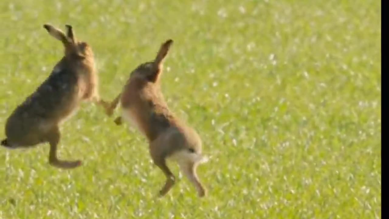 animal world rabbit and Eagle movie