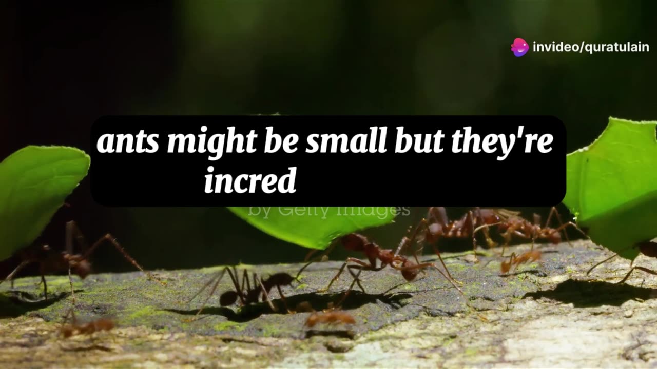 A close-up of an ant carrying a large leaf.