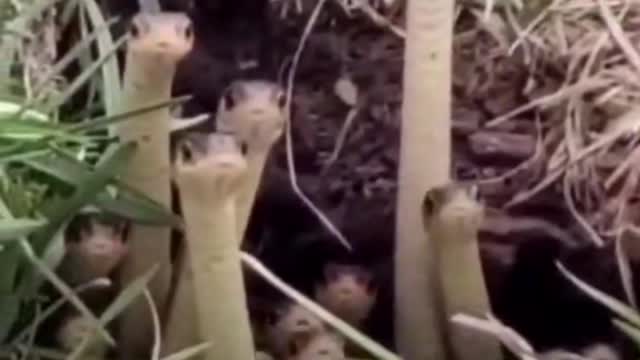 looks like a mushroom, turns out to be a snake