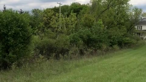 I'm dive bombed by adult Tree Swallow while I inspect their nest