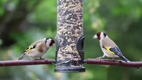 beautiful birds eating their lunch together