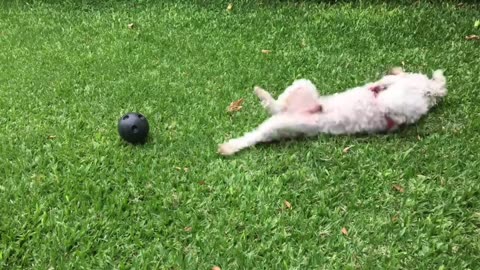 Cute Puppies Compilation