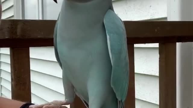 Parrott is chatterbox - Parrott kissing to owner