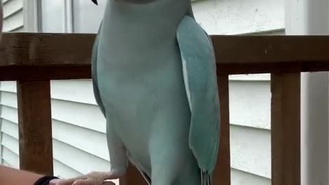 Parrott is chatterbox - Parrott kissing to owner