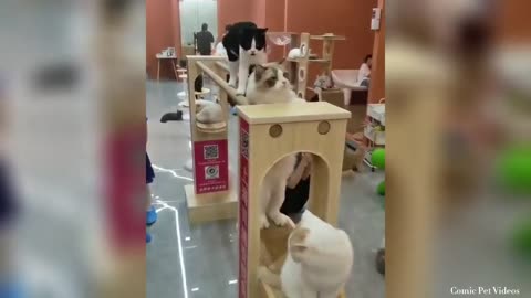 Cute and Funny cat videos compilation 2021 #76 - Funny Animal Videos