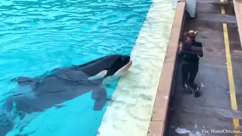 20 mints of Funniest animals 2023
