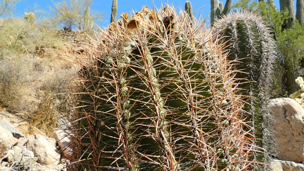 Barrel Cactus and Saguaros - Desert Landscape