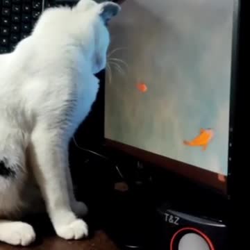 A minute of silence for my daughter who was upset for not being able to catch the goldfish! 🤣🤣🤣🤣