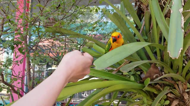 Adorable parrot wow so beautiful