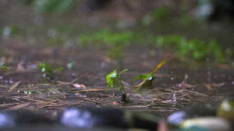Long Shot of Tiny Plant In Rain Storm