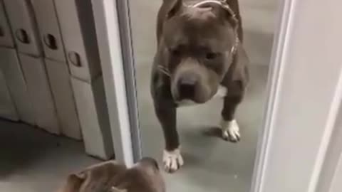 Pitbull sees himself for the first time in mirror