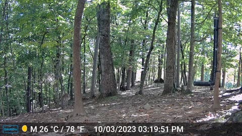 The Woods – 10/04/2023