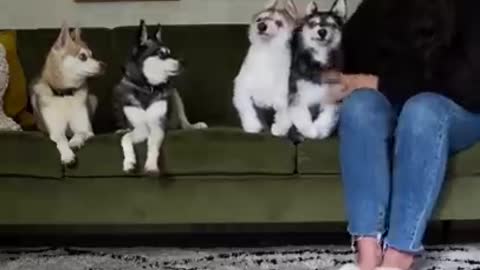 When Toy Dog Gets More Attention