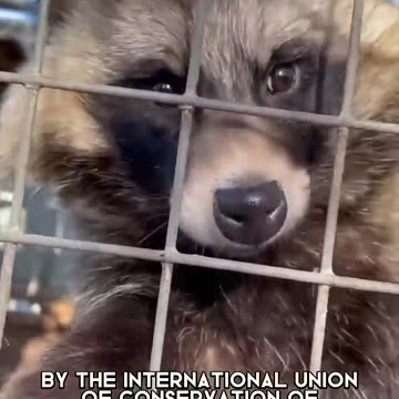 Raccoon Dog 🐶 Unique Animal You Have Never Seen
