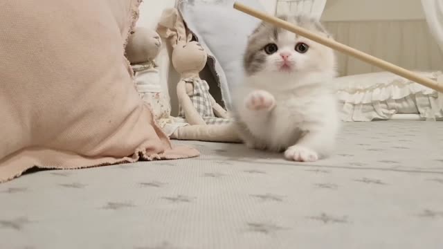 CUTE KITTEN ll video short leg cat-- kimskennelUS