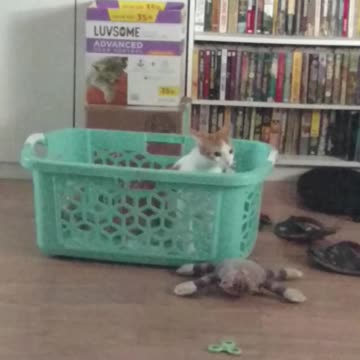 Squeeks Full of Energy!