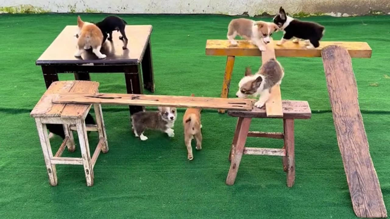 FUNNY: LITTLE DOGS JUMPING