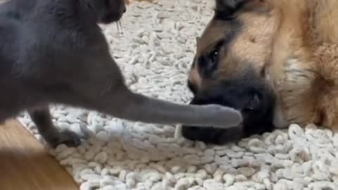Cat playing with dog