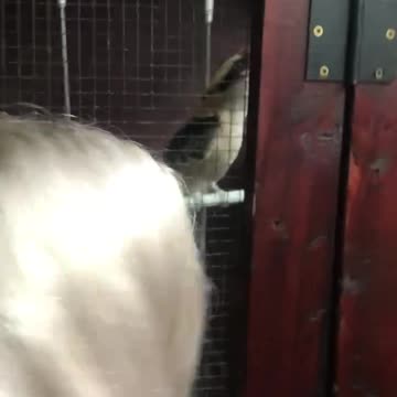 Super Loud Kookaburra Bird! So cool!