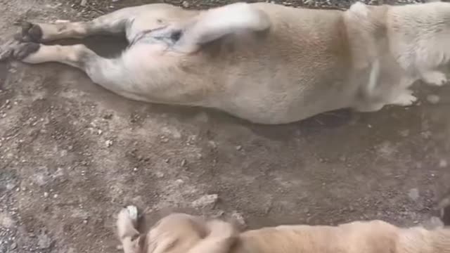 The funniest cats and dogs