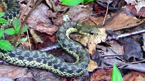 Eastern Garter Snake