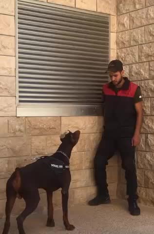 protection dog Doberman