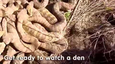 If you terrified of snakes, this might not be for you! 😱🐍